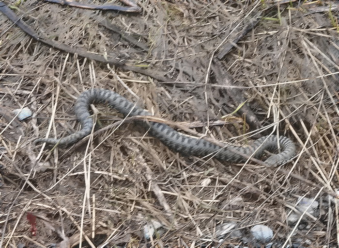 Vipera aspis atra